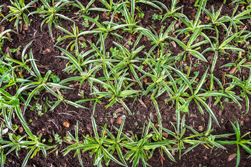Green Spider Plants Growing in Soil with Natural Patterned Arrangement