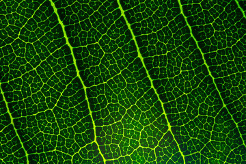 Macro leaf background,background texture green leaf structure macro photography