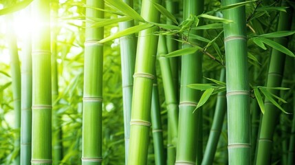 Fototapeta premium Lush green bamboo stalks illuminated by sunlight.