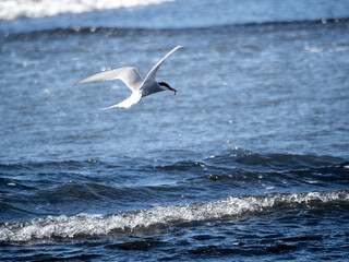 Naklejka premium Tern with fish in iceland above waves