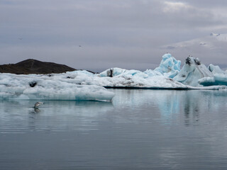 Icebergs and seal in Jokulsarlon lagoon water in iceland near the diamond beach at sunrise © Adrian