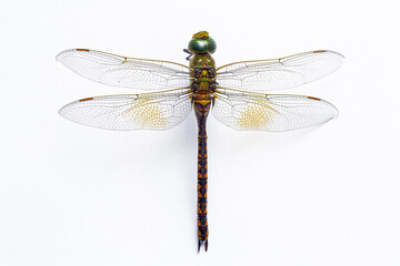 Dragonfly macro isolated on white background,Extreme macro shots, dragonfly wings detail. isolated on a white background.