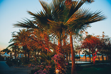 Trees and palms against the background of sea and sky. Vacation
