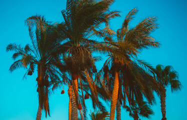 Palm leaves against the blue sky. Natural Egyptian landscape