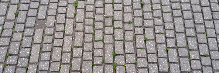 Grey brick pavement with grass growing between stones
