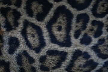 Jaguar skin background close-up