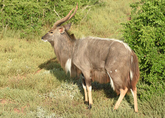 Winter Coat on the Plains
