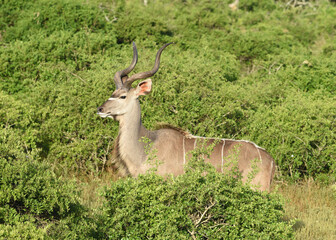 Obraz premium Antelope