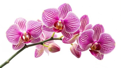 Obraz premium orchid flower isolated on a white background 