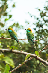 Birds in Sri Lanka