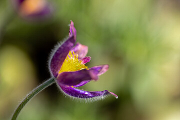 Close-up of a blue pasqueflower (Pulsatilla pratensis)