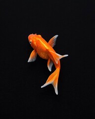 Hyperrealistic goldfish swimming in black water minimalist art detailed close-up view elegant concept
