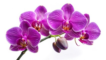 Obraz premium purple orchid isolated on a white background 