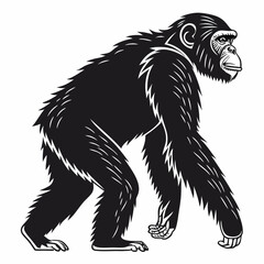 Chimpanzee vector silhouette black design white background