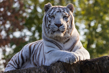 Majestic White Tiger on the Rock