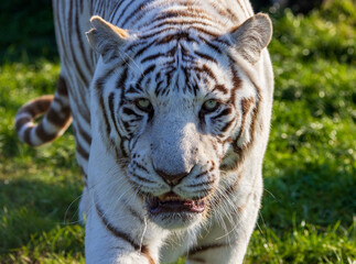 Obraz premium The Powerful Stride of a White Tiger