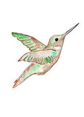 Green flying hummingbird. Watercolor illustration.