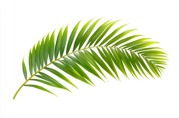 Obraz premium Elegant palm leaf on a white background