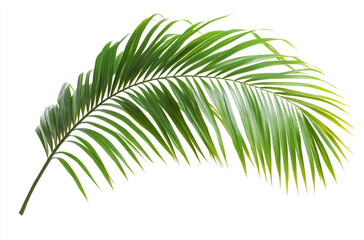 Obraz premium Natural green palm leaf isolated on white