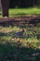 hoopoe bird on the green grass