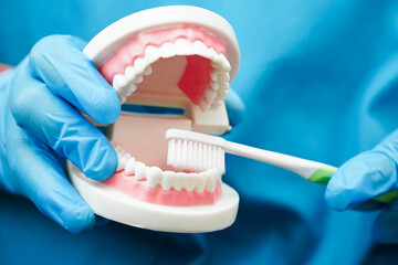Doctor clean teeth denture with toothbrush for teach patient and dentist studying about dentistry.