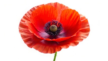Obraz premium Red poppy flower isolated on a white 
