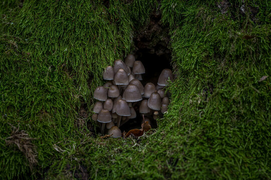 Mushrooms in a mossy tree hole. More mushrooms in nature. Beautiful mossy tree with mushrooms.