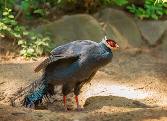 Blue eared pheasant raised its wings in its natural habitat, a rare big bird of central China. Nature conservation. Ecotourism