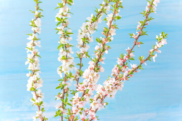 Branches with cherry blossom on blue background