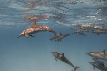 Spinner dolphins (Stenella longirostris) in the blue sea underwater. Red sea