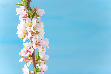 Close up for branch with cherry blossom on blue background; copy space