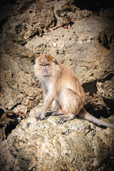 japanese macaque sitting on the rock