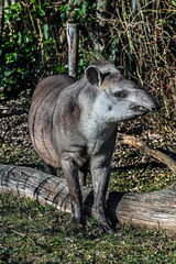 South american tapir at the beam. Latin name - Tapirus terrestris