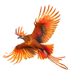 Fototapeta premium phoenix isolated on a transparent background
