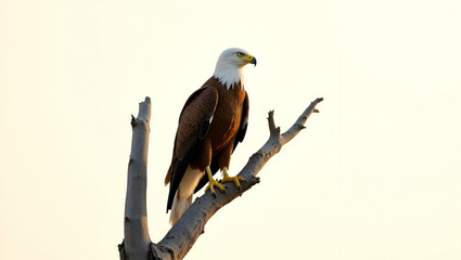 A Majestic Wild Bald Eagle  with Intense Eyes and Powerful Wingspan, Perched Against a Stunning Natural Backdrop