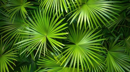 Obraz premium tropical palm seamless pattern wallpaper