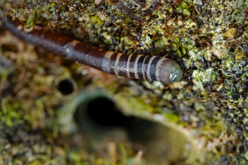 Sea worm or leech out of water at low tide