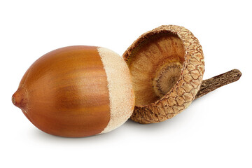 Brown acorn oak nut isolated on white background