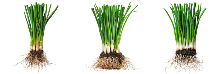 Set of A cartoon-style red onion character holding a small plant seed with a joyful expression on a transparent background