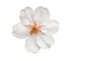 Delicate White Blossom: A single, pristine white cherry blossom flower with a delicate pink hue in the center,  isolated against a pure white background.
