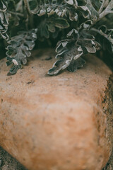 Close-up of an orange-tinted stone with gray, textured Cineraria silver (Cineraria maritima) leaves resting on its surface. Outdoor botanical composition with natural tones.  
