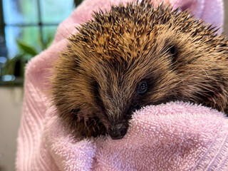 European Hedgehog being treated for injury, England