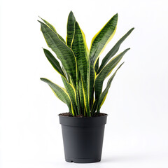 Stylish potted snake plant for home decor