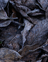 frost on the leaves