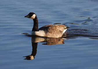 canadian goose swimming