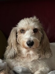 Portrait of a Petite Basset Griffon Vendeen dog