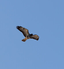 Obraz premium bird of prey in flight 