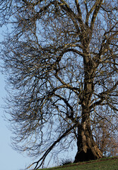 tree in the park