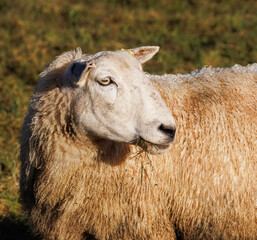 portrait of a sheep