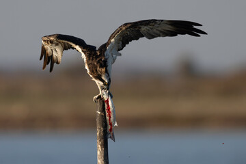 Osprey (Pandion haliaetus) in the Sardinian marshes. Italy.
